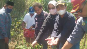 Gelar Tatap Muka di Desa Gunung Jaya dan Kuraa, Bupati Buton Panen Sayur-sayuran Bersama Masyarakat