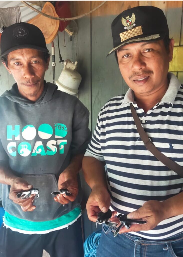 Upaya Selamatkan Penyu dari Kepunahan, Pemdes Mopaano bersama Anggota PAAP Buat Penangkaran