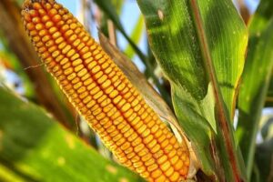 Program Ketahanan Pangan, Pemdes Walompo Bakal Bagikan Bibit Jagung Hibrida ke Warga