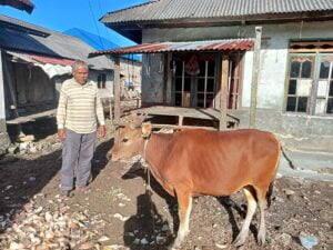 Desa Bahari Makmur Kebagian Satu Sapi Kurban dari Pemkab Buton, Ada Juga Sapi dari Presiden