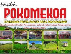 Besok, Masyarakat Desa Matanauwe Gelar Syukuran Pesta Panen, Bupati Buton Dipastikan Tak Hadir