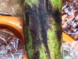 Bagikan Menu Tak Layak, Dapur MBG Awainulu di Buton Diprotes Warga