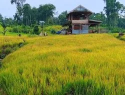 Padi Menguning, Sejumlah Petani di Buton Terancam Gagal Panen, Ini Penjelasan Kepala BPP Siotapina
