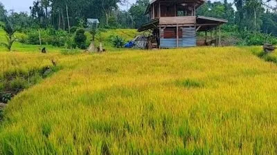 Padi Menguning, Sejumlah Petani di Buton Terancam Gagal Panen, Ini Penjelasan Kepala BPP Siotapina