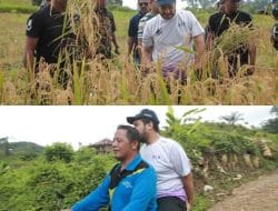 Bupati Buton Ikut Panen Padi di Desa Matanauwe, Janjikan Perbaikan Jalan Usaha Tani