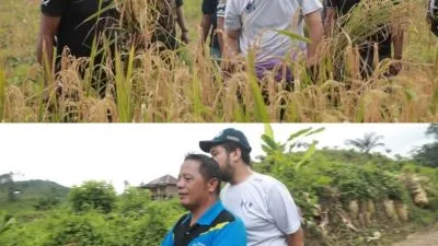 Bupati Buton Ikut Panen Padi di Desa Matanauwe, Janjikan Perbaikan Jalan Usaha Tani