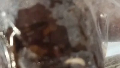 Menu MBG Ditemukan Berulat di Buton, Satgas Beri Rekomendasi Dapur MBG Gunung Jaya Ditinjau Ulang